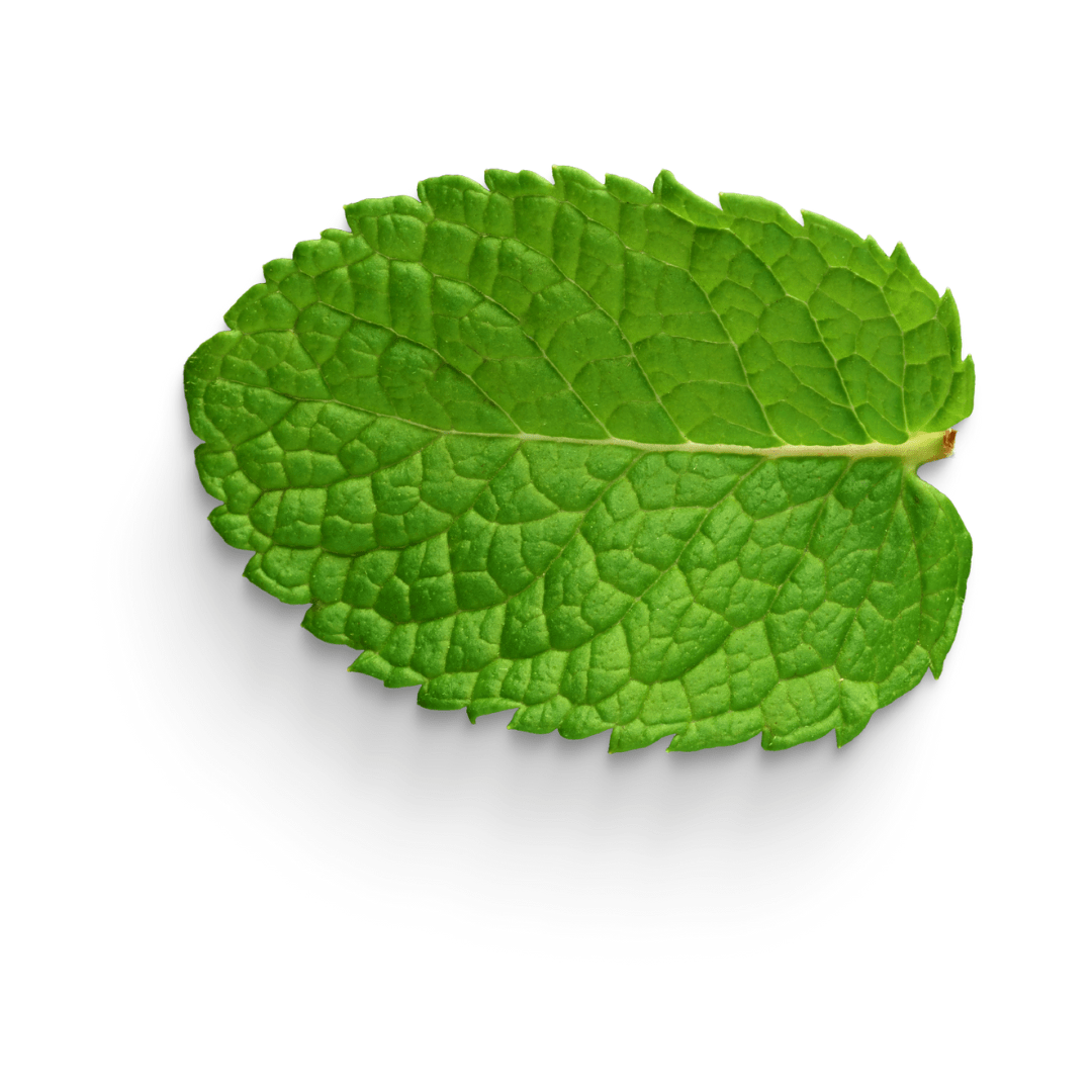 Shisha Leafa Mint Logo