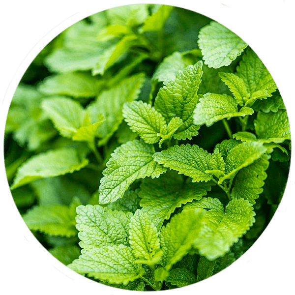 Mint - Image 4