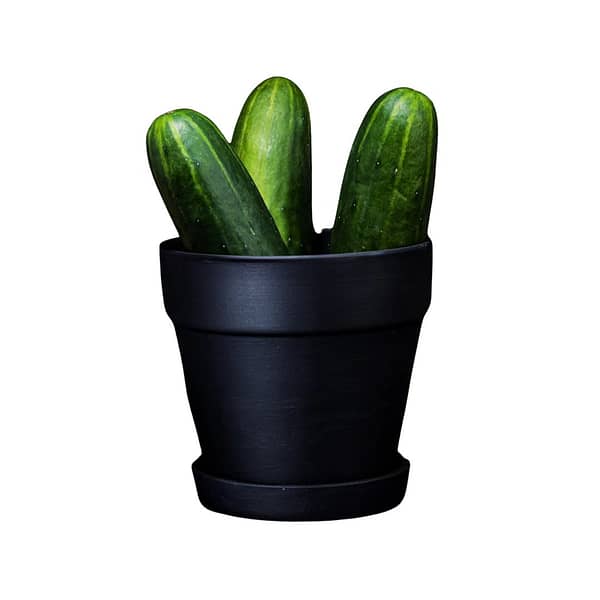Cucumber - Image 4