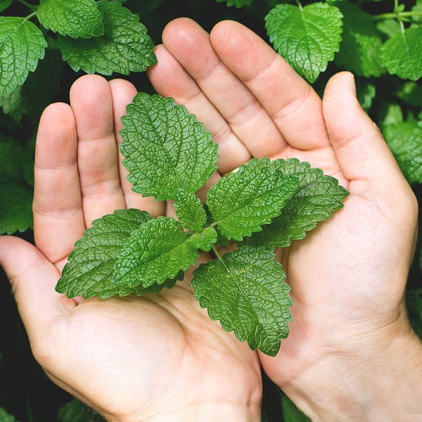 Mint - Image 6