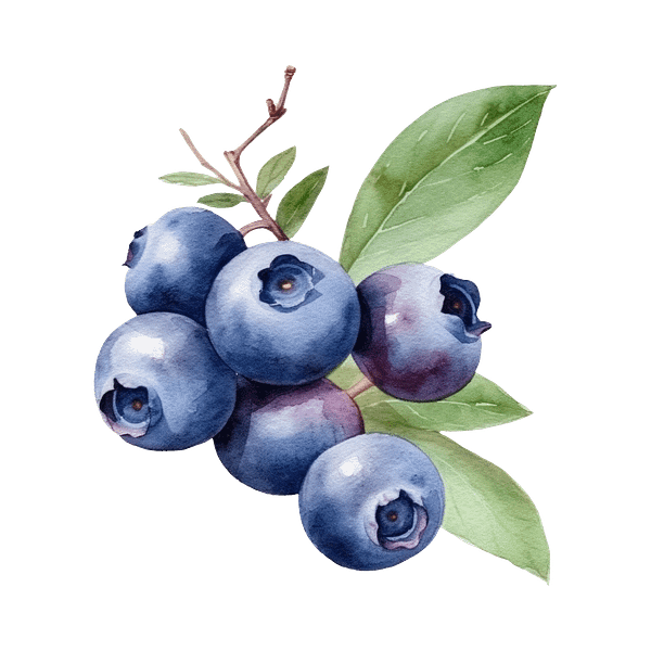 Blueberry - Image 4
